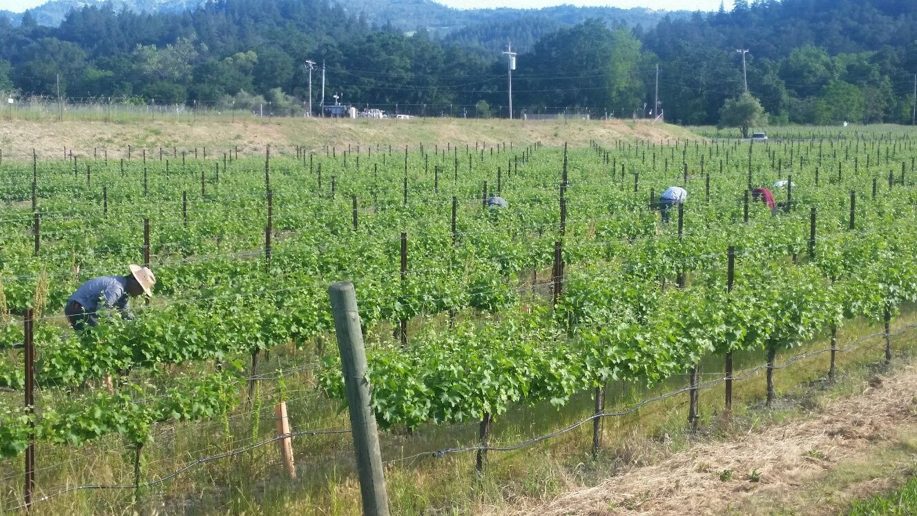 Lives of the Vines